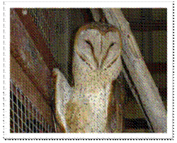 tyto.gif